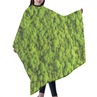 Personality  Reindeer Moss Wall, Green Wall Decoration, Lichen Cladonia Hair Cutting Cape