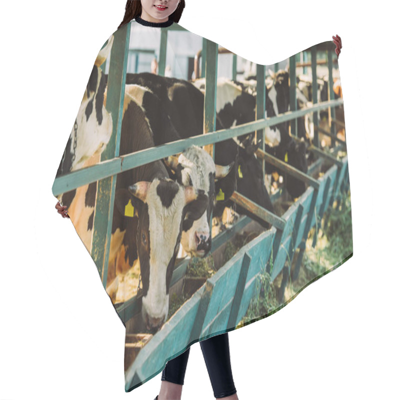 Personality  Selective Focus Of Black And White Cows Near Manger With Hay In Cowshed Hair Cutting Cape