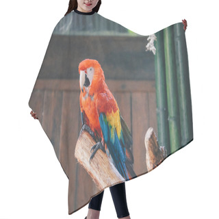 Personality  Beautiful Parrot Close Up Shot Hair Cutting Cape