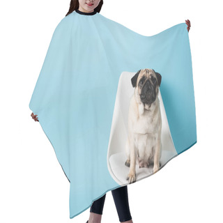 Personality  Fawn Color Pug Sitting On White Chair On Blue Background With Copy Space Hair Cutting Cape
