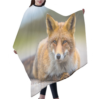 Personality  Relaxing European Red Fox Lying On The Ground Hair Cutting Cape