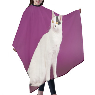 Personality  Black And White Japanese Bobtail On Purple Background Hair Cutting Cape