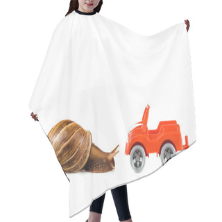 Personality  Slimy Brown Snail Near Red Toy Car Isolated On White Hair Cutting Cape