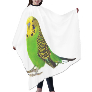Personality  Portrait Of Budgerigar Hair Cutting Cape