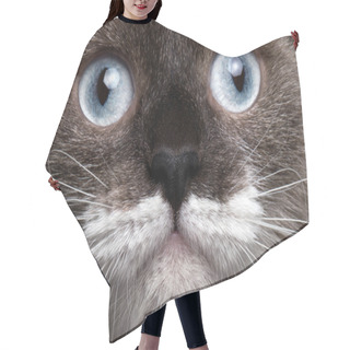 Personality  Close-up Portrait Siamese Cat With Blue Eyes And Funny Mustache Hair Cutting Cape