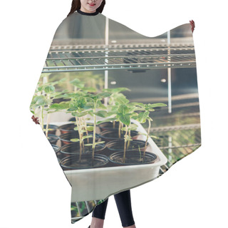 Personality  Selective Focus Of Potted Sprouts In Modern Agro Laboratory  Hair Cutting Cape