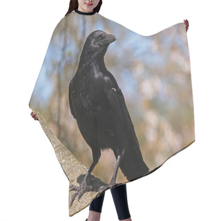 Personality  Portrait Of A Crow Hair Cutting Cape