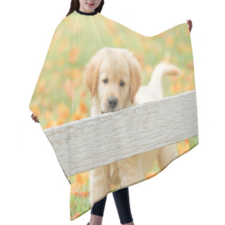 Personality  Cute Puppy Golden Retriever Standing Behind The Hair Cutting Cape