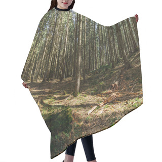 Personality  Sunlight On Mossy Meadow In Forest  Hair Cutting Cape