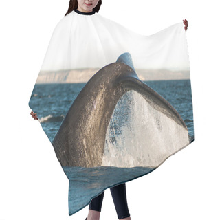 Personality  Sohutern Right Whale  Lobtailing, Endangered Species, Patagonia, Hair Cutting Cape
