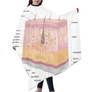 Personality  Skin Structure, Medicine, Full Description, Three-dimensional Realistic Drawing, Vector Illustration Hair Cutting Cape
