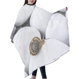 Personality  Snail On The White Stones Hair Cutting Cape