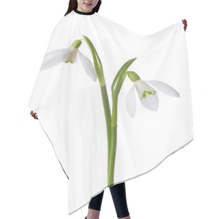 Personality  Two Snowdrop Flowers Isolated On White. Hair Cutting Cape