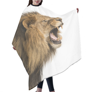 Personality  Close-up Of A Lion Roaring, Isolated On White Hair Cutting Cape