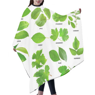 Personality  Leaves Of Fruit And Berry Shrubs And Trees Hair Cutting Cape