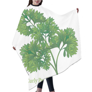 Personality  Curly Parsley Herb  Hair Cutting Cape