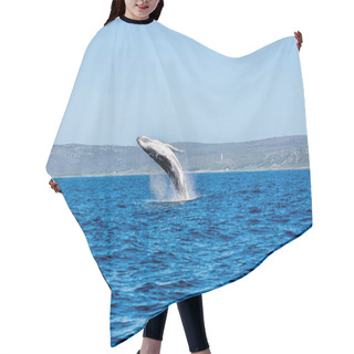 Personality  Humpback Whale Breaching Hair Cutting Cape