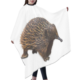 Personality  Echidna Isolated Hair Cutting Cape