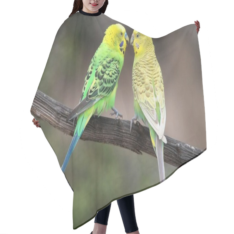 Personality  Budgie Pair Hair Cutting Cape