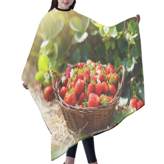 Personality  Strawberry Field On Fruit Farm. Berry In Basket. Hair Cutting Cape