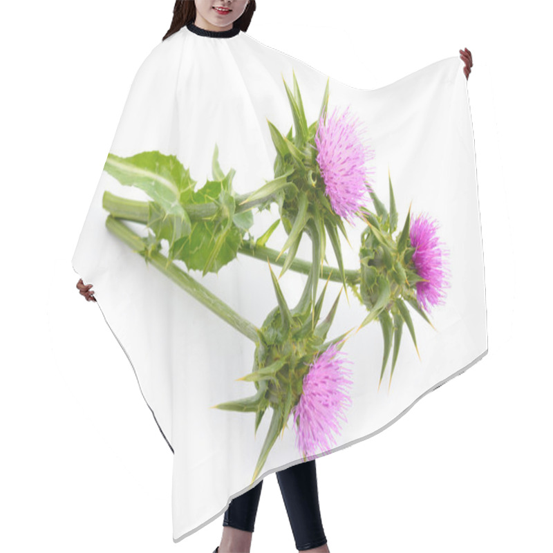 Personality  Milk thistle hair cutting cape