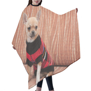 Personality  Chihuahua Puppy Dressed With Pullover Sitting On Sofa Hair Cutting Cape