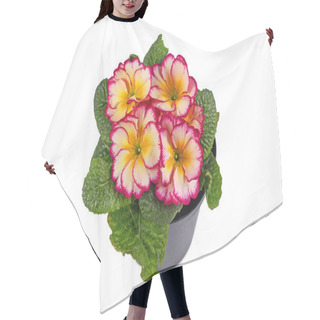 Personality  Pink And Yellow Potted 'Primula Acaulis Scentsation' Primrose Flowers On White Background Hair Cutting Cape