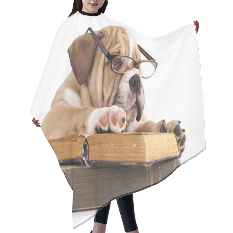 Personality  Purebred English Bulldog In Glasses And Book Hair Cutting Cape