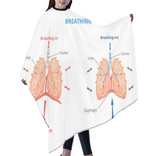 Personality  Respiratory System Of Human The Breathing Airway Vector Medical Illustration.. Hair Cutting Cape