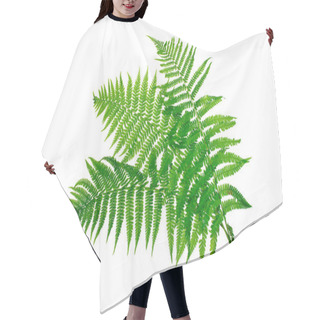 Personality  Three Green Leaves Of Fern Isolated On White Hair Cutting Cape