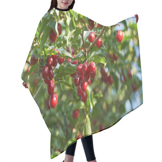 Personality   Ripe Red Cornelian Cherries On The Branch Hair Cutting Cape