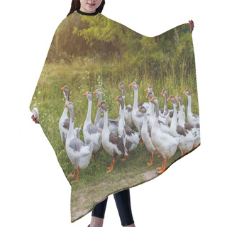 Personality  A Group Of White Geese Grazing On The Meadow In The Village. Hair Cutting Cape