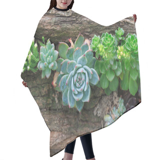Personality  All Kinds Of Potted Succulents Hair Cutting Cape