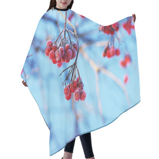 Personality  A Tree Blooming With Rowan Berries In The Fall, Shallow Focus Hair Cutting Cape