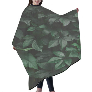 Personality  Close Up Of Green Wild Vine Leaves In Garden Hair Cutting Cape