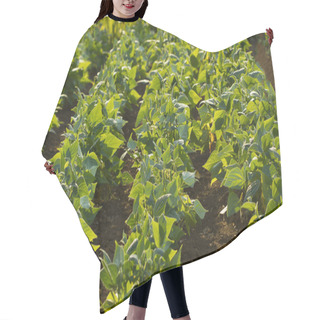 Personality  Field Of Green Beans Hair Cutting Cape