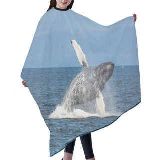 Personality  Flying Whale. Alaska Hair Cutting Cape