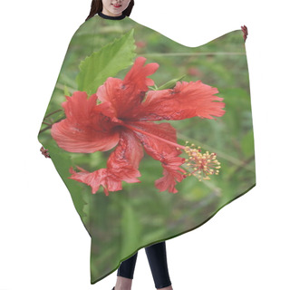 Personality  Shoe Black Plant With A Natural Background. Also Called Hibiscus Rosa Sinensis, Chinese Hibiscus, China Rose, Hawaiian Hibiscus, Rose Mallow And Shoeblack Plant Hair Cutting Cape