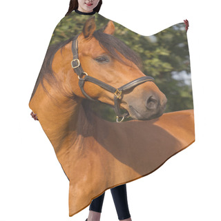 Personality  Portrait Of A KWPN Horse Hair Cutting Cape