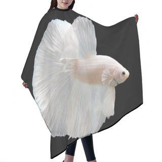 Personality  Betta White Platinum HM Halfmoon  Male Or Plakat Fighting Fish Splendens On Black Background. Hair Cutting Cape