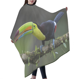 Personality  Keel-billed Toucan - Ramphastos Sulfuratus, Large Colorful Toucan From Costa Rica Forest With Very Colored Beak. Hair Cutting Cape