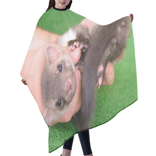 Personality  Marten In Human Hand Hair Cutting Cape