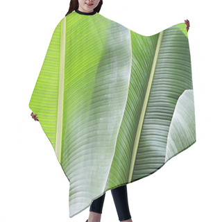 Personality  Close Up Cropped Image Of Banana Palm Leaf With Visible Texture Structure. Green Nature Concept Background. Hair Cutting Cape
