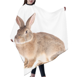 Personality  Brown Rabbit, Isolated. Hair Cutting Cape