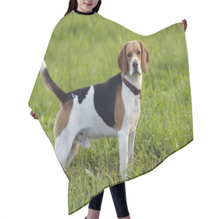 Personality  Beagle On Meadow Hair Cutting Cape
