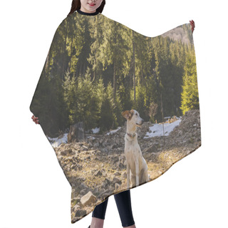 Personality  Dog Looking Away On Glade With Stones In Mountain Forest  Hair Cutting Cape