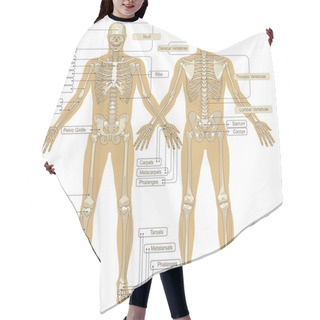 Personality  A Diagram Of The Human Skeleton Hair Cutting Cape