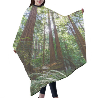 Personality  Redwood Forest Hair Cutting Cape
