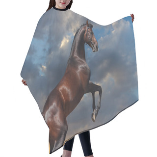 Personality  Bay Horse Stallion Rearing Up Hair Cutting Cape