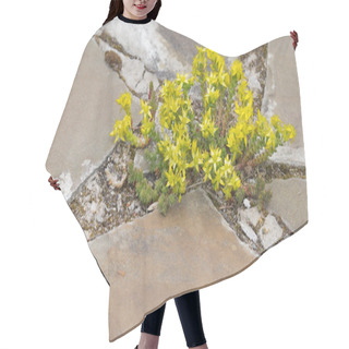 Personality  Beautiful Flowers Yellow Stonecrop Hair Cutting Cape